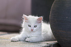 German longhair kitten