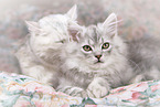 German longhair kitten