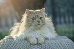 German longhair tomcat