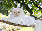 German longhair tomcat