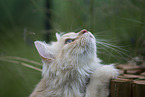 German longhair tomcat