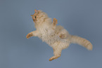 German longhair tomcat