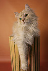 German longhair tomcat