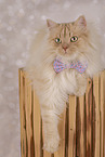 German longhair tomcat