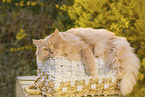 German longhaired cat