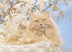 German longhaired cat