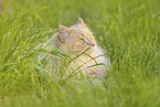 German longhaired cat