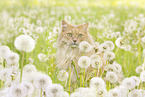 German longhaired cat