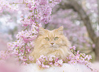 German longhaired cat