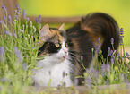 German longhaired cat