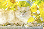 German longhaired cat