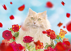 German longhaired cat