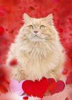 German longhaired cat