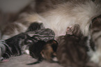 German longhair cat