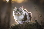 German longhair cat