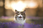 German longhair cat