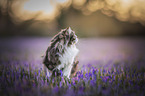 German longhair cat