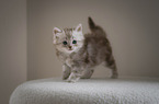 German longhair cat