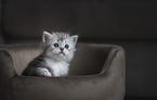 German longhair cat