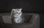 German longhair cat