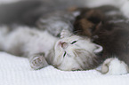 German longhair cat