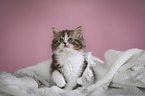 German longhair cat