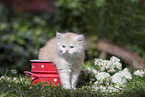 German Longhaired Kitten