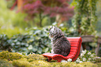 German Longhaired Kitten