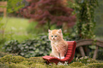 German Longhaired Kitten