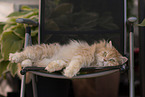 German Longhair Cat