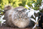 German Longhair Cat
