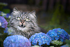 German Longhair Cat