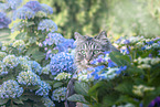 German Longhair Cat