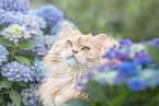 German Longhair Cat