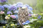 German Longhair Cat