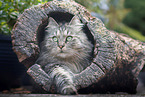 German Longhair Cat