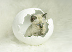German Longhair kitten