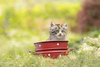 German Longhair kitten