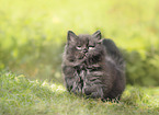 German Longhair kitten