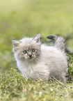 German Longhair kitten