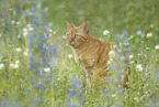 domestic cat