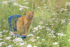 domestic cat