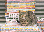domestic cat