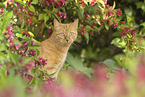 domestic cat