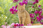 domestic cat