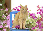 domestic cat