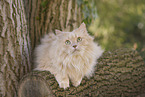 german loghair cat