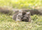 German Longhair kitten