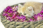 German Longhair kitten