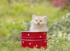 German Longhair kitten